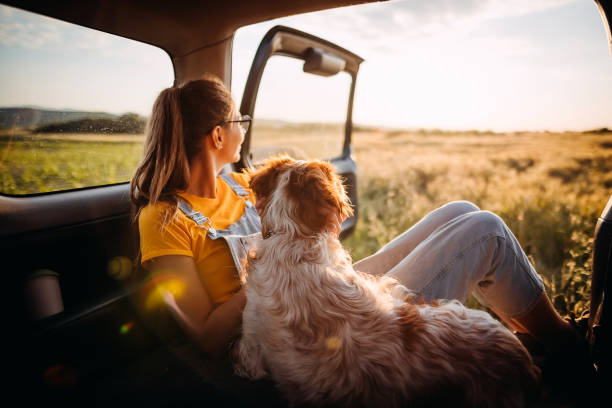 I like to travel everywhere with you Woman sits in the trunk of a car with her dog and watches the sunset hipster car stock pictures, royalty-free photos & images