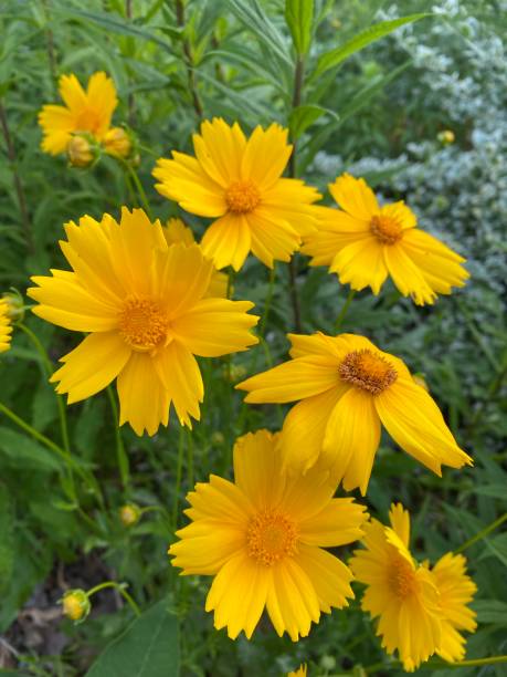 istock Beautiful yellow flowers 1324272427
