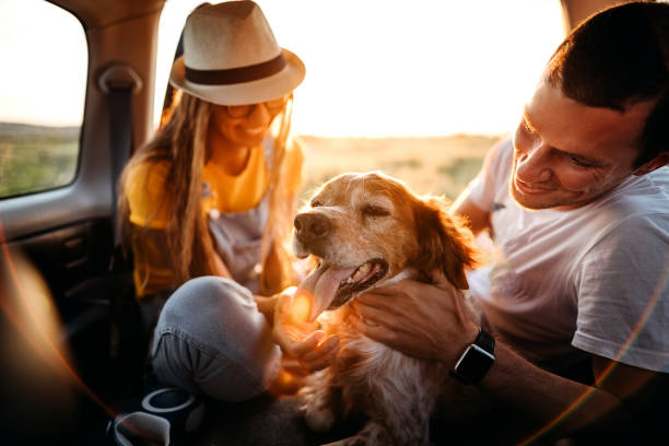 coppia amorevole sta giocando con il loro cane - couple romance running freedom foto e immagini stock