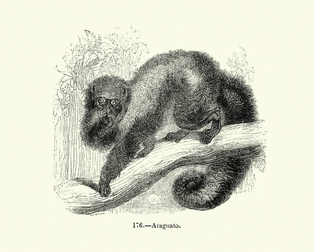 Araguato, Howler monkey Vintage illustration, Araguato, Howler monkey howler monkey stock illustrations