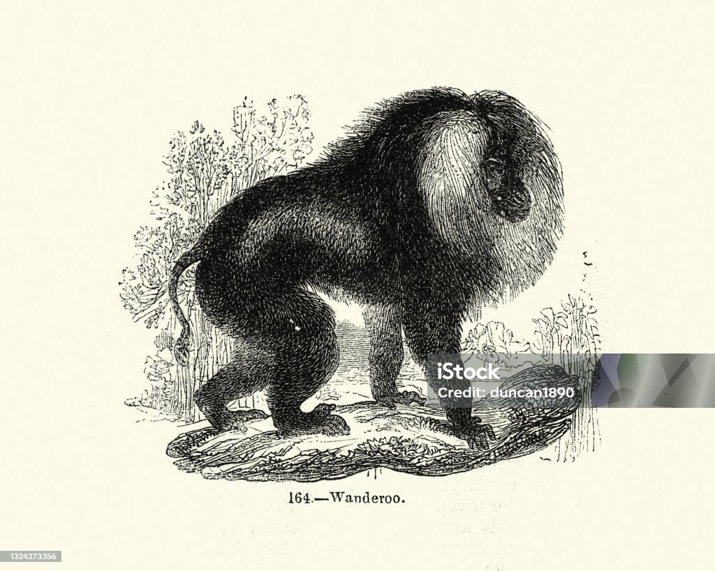 Wanderoo Liontailed Macaque Or Wanderoo Stock Illustration - Download Image Now ...
