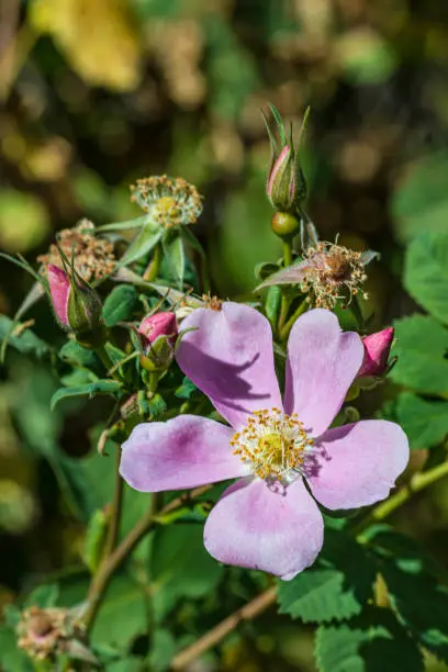 Rosa californica, the California wildrose, or California rose, is a species of rose native to the U.S. states of California and Oregon.  Modini Mayacamas Preserve, Sonoma County, California.