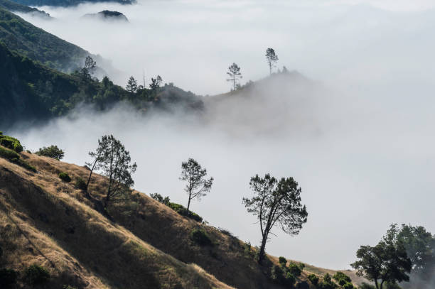 istock Fog and trees in the valley next to Mayacamas Mountain Range. Modini Mayacamas Preserve,   Sonoma County, California. 1324278421