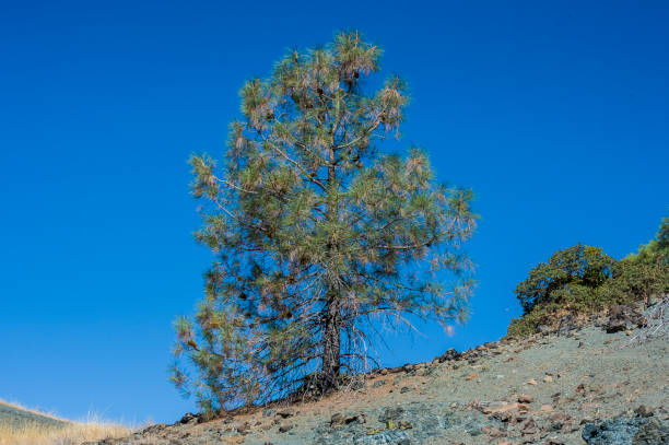 istock Pinus sabiniana (sometimes spelled P. sabineana), with common names including foothill pine, gray pine, and digger pine. Is a pine endemic to California. Modini Mayacamas Preserve in the Mayacamas Mountain Range, Sonoma County, California. Growing on Serp 1324278613