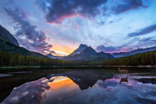 роки маунтин мул олень уоадинг в озере на закате - mountain reflection non urban scene moody sky стоковые фото и изображения