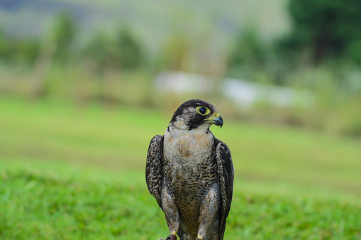 Isolated Peregrine falcon (Falco peregrinus) or duck hawk perched on the ground - it is the fastest raptor bird on earth