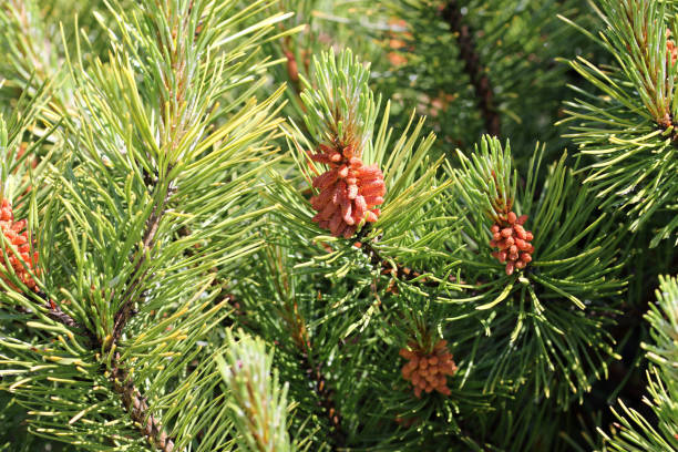 Dwarf mountain pine with pollen producing strobili Dwarf mountain pine, Pinus mugo, variety Carstens Wintergold with male pollen producing strobili and new shoots in spring with a background of blurred leaves. dwarf pine trees stock pictures, royalty-free photos & images