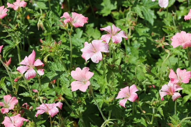 istock Pink Oxford cranesbill flowers with rain drops 1324284178