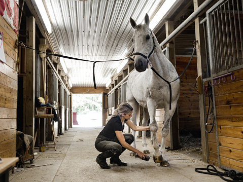 Young female horse trainer prepping her horse for riding inside the horse stable. She is wearing horse riding pants and t-shirt with her long hair in pony tail. Interior of rural horse farm in Ontario, Canada.