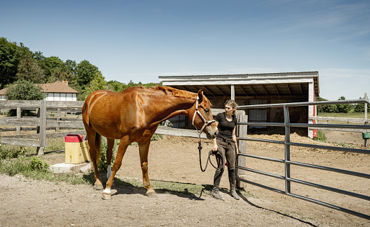 Young female horse trainer visiting her horse at the outdoor paddock. She is wearing horse riding pants and t-shirt with her long hair in pony tail. Exterior of rural farm in Ontario, Canada.