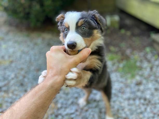 istock Happy Australian Shepherd puppy 1324284635