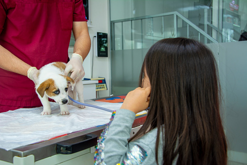 Little girl examines puppy with stethoscope at animal hospital