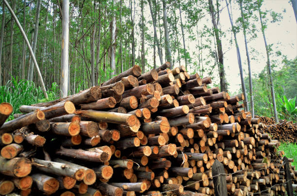 istock Hill filled with eucalyptus wood 1324285547