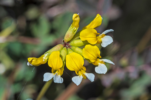 Streamside Lotus, Hosackia pinnata, a dicot, is a perennial herb that is native to California and found in Modini Mayacamas Preserve,  Sonoma County, California.