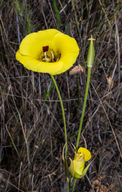 calochortus luteus ist eine mariposa-lilie, die in kalifornien am lebend am lebend ist und im modini mayacamas preserve im sonoma county im us-bundesstaat kalifornien zu finden ist. - globe lily stock-fotos und bilder