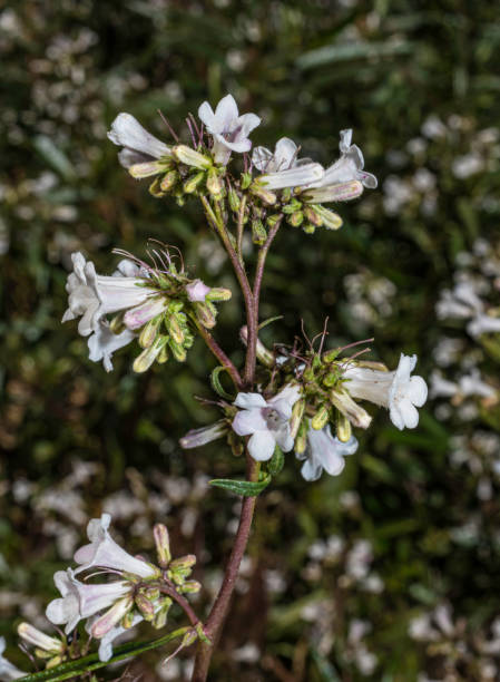 Eriodictyon californicum is a species of plant within the family Boraginaceae. It is also known as yerba santa (sacred herb), mountain balm, bear's weed, gum bush, gum plant, and consumptive weed. Modini Mayacamas Preserve in the Mayacamas Mountain Range in Sonoma County of California. eriodictyon californicum es una especie de planta de flores perteneciente a la familia boraginaceae. también se conoce como yerba santa (hierba sagrada), bálsamo de montaña, maleza de oso, arbusto de goma, planta de goma y maleza consontiva. reserva mod