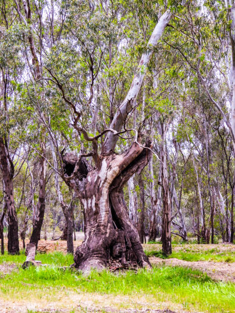 Corowa Banco de Imagens e Fotos de Stock iStock