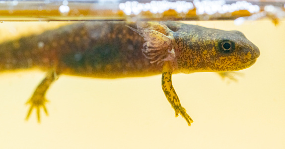 The palmate newt