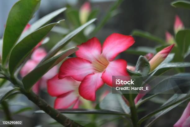 Beautiful Desert Rose Stock Photo - Download Image Now - Adenium Obesum, Sand Rose, Tropical Flower