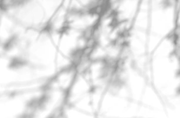 istock White defocused abstract texture. Blurred shadows of trees on white background 1324291439