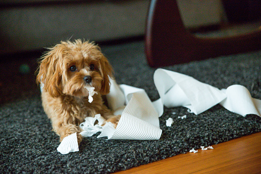 A puppy in training that has made a mess with toilet paper all over the carpet in living room. Cavoodle puppy - cross between a poodle and a King Charles cavalier also called a cavapoo. Naughty puppy chewing paper.