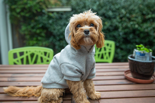 A cute Cavoodle puppy - cross between a poodle and a King Charles cavalier  - dressed up in costume wearing a jumper with a hoodie. Also called a cavapoo. Ginger coloured puppy with attitude.
