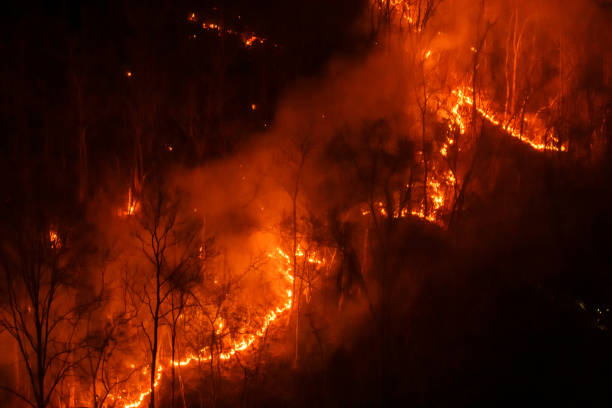 istock Several of Forest trees burned during the dry season 1324294273