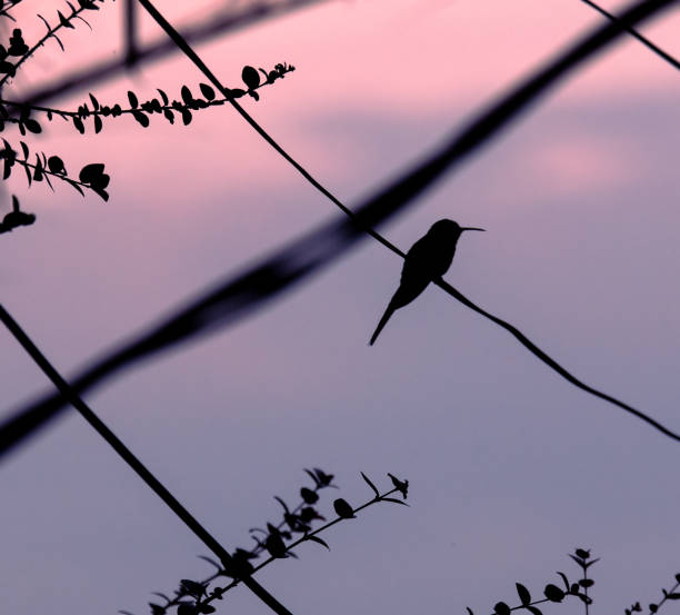 Hammingbird stock photo