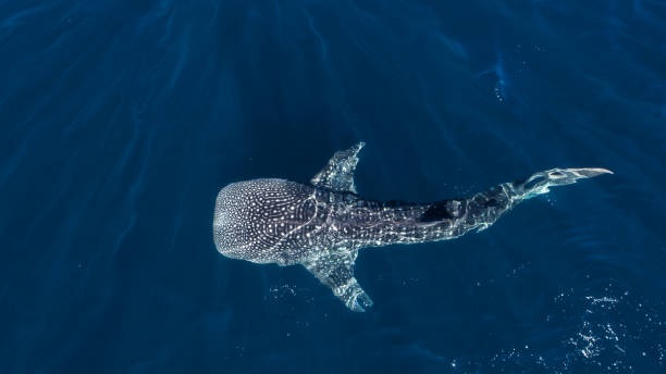 Whale shark from above stock photo