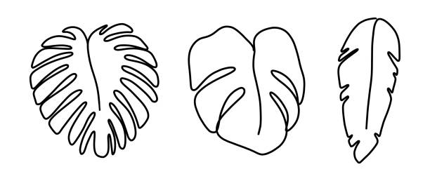 istock One line monstera leaf art. Palm continuous contour plant logo. Vector elegant modern print 1324295022