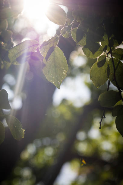 istock High details on a leaf on a Tree. Shot agains the light during sunset. 1324295111