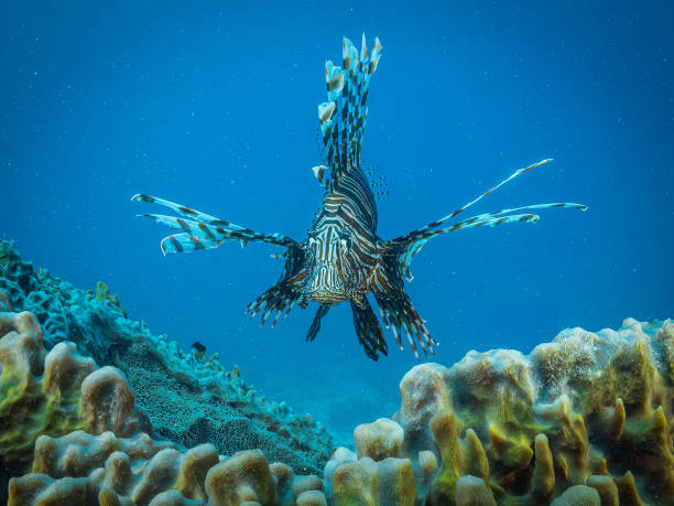 Lion Fish at reef stock photo