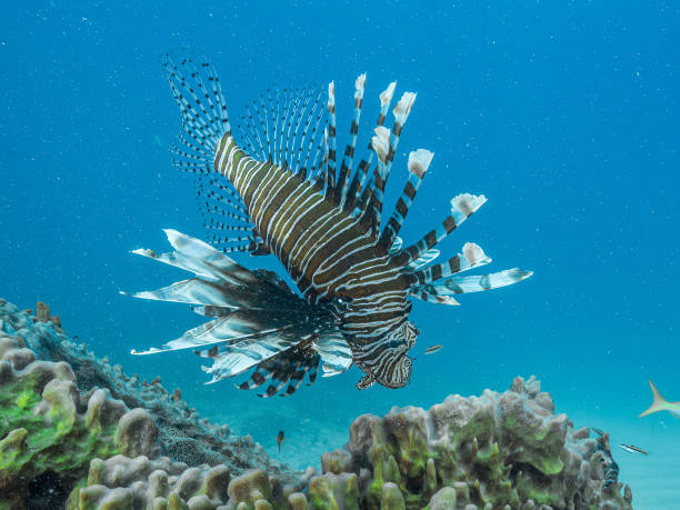 Lion Fish at reef stock photo