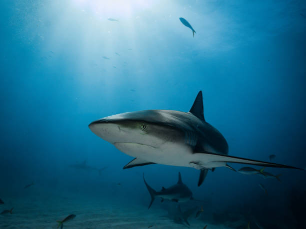 rodeado de tiburones - salirse de lo normal fotos fotografías e imágenes de stock