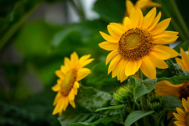 istock Vibrant Sunflowers Blooming in a Garden 1324296484