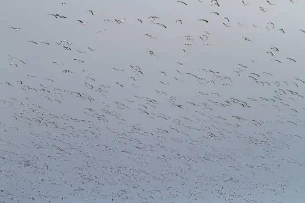 Gaggle of geese in flight