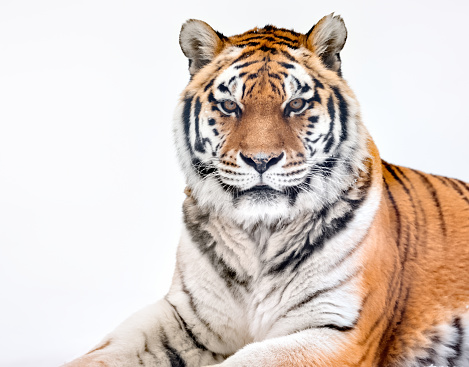 tiger(Panthera leo) relaxing on the grass and looking at the camera.