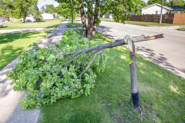 Photo of smaller green tree with the trunk twisted and broken from a windstorm.