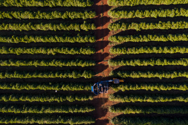 istock Coffee plantation in Brazil 1324304128