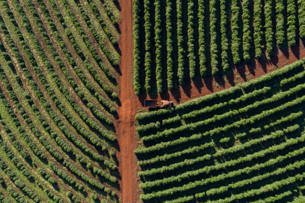 istock Coffee plantation in Brazil 1324304174