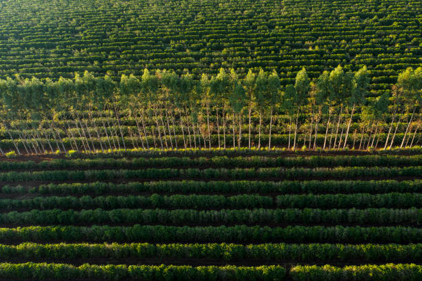 istock Coffee plantation in Brazil 1324304196