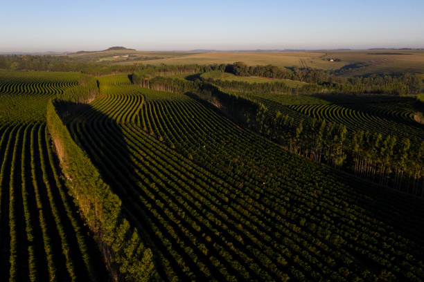 istock Coffee plantation in Brazil 1324304220