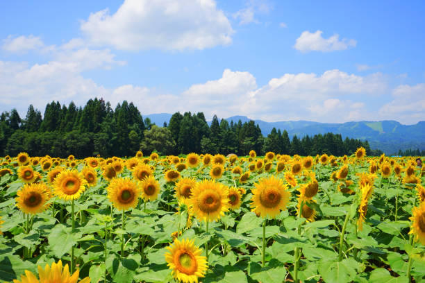 Sunflower field, Tsunan town, Niigata pref., Japan Sunflower field, Tsunan town, Niigata pref., Japan sunflower star stock pictures, royalty-free photos & images