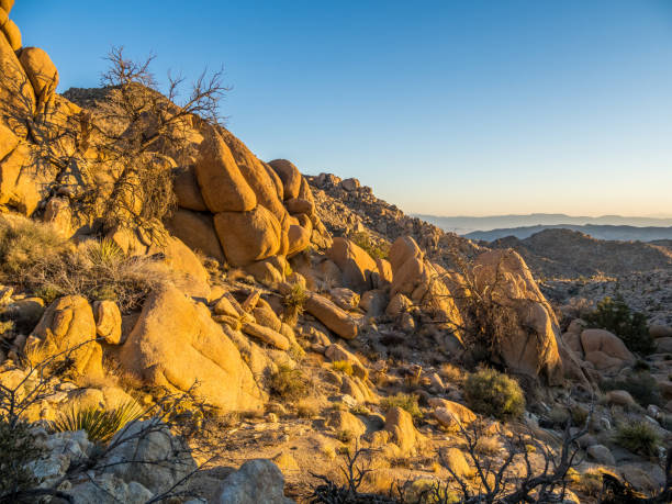 istock Early morning in Joshua Tree National Park 1324308370