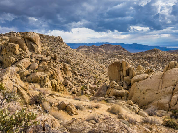 istock Early morning in Joshua Tree National Park 1324308375
