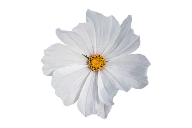 istock White Cosmos flower isolated on white background. 1324309341