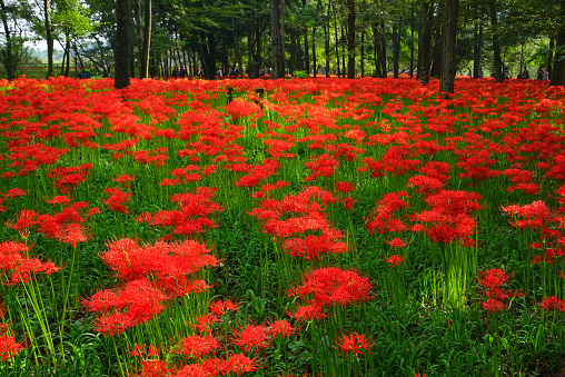 Cluster amaryllis at Kintyakuda park, Saitama Pref., Japan