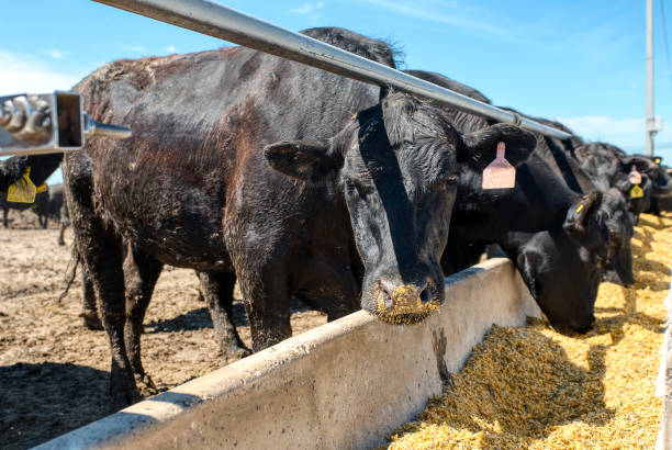 istock Black cows eat from their feeders 1324310846