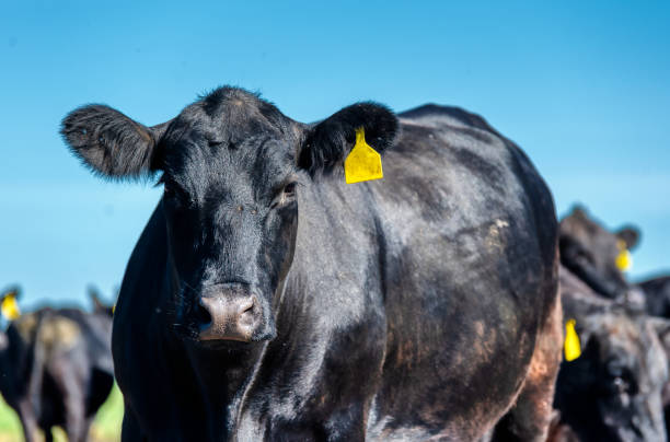 una vaca angus negra pasta en un prado verde - beef cattle farm calf summer fotografías e imágenes de stock