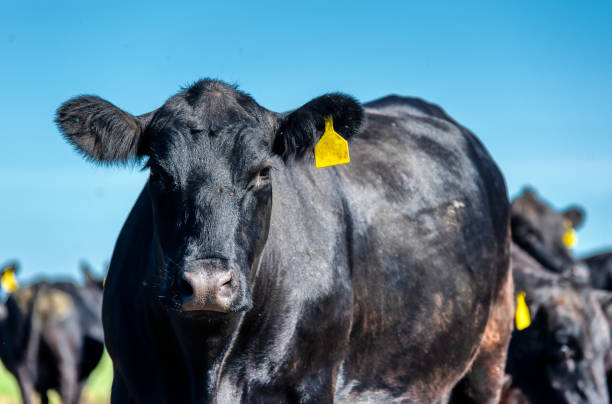 istock A black angus cow grazes on a green meadow 1324310908